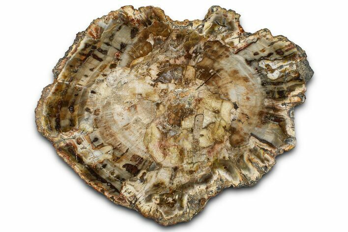 Beautiful Petrified Wood (Araucaria) Slab - Madagascar #361487